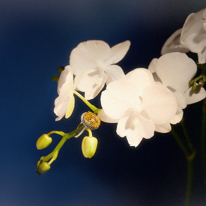 Solstice Bloom